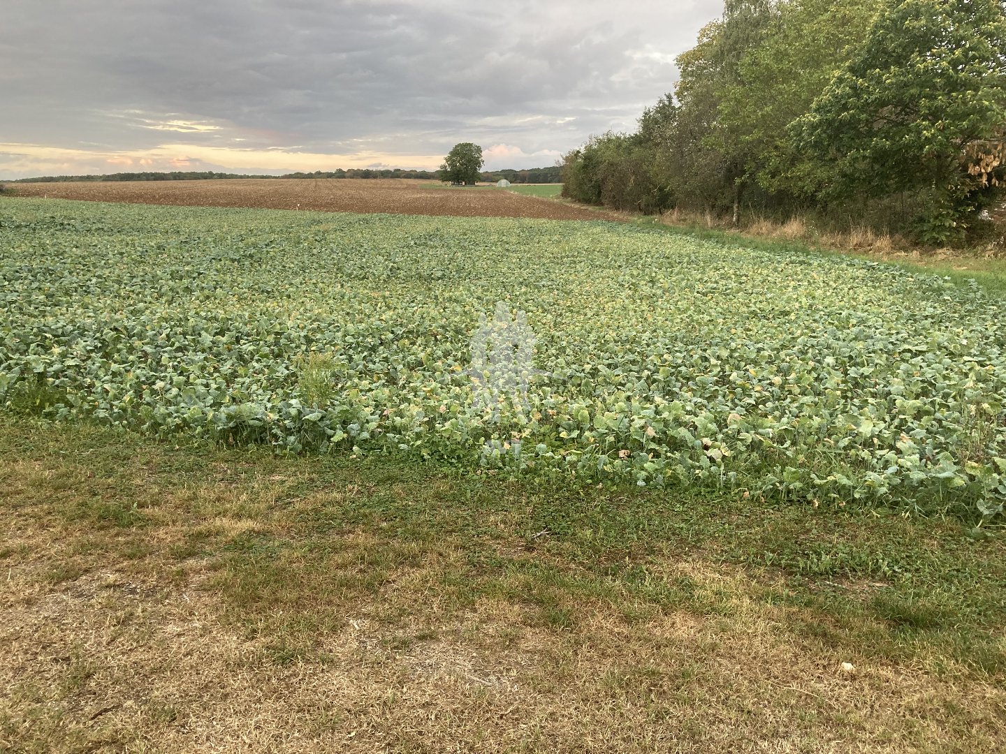 Terrain constructible à vendre  - 1162m2 - Reneve (21310)