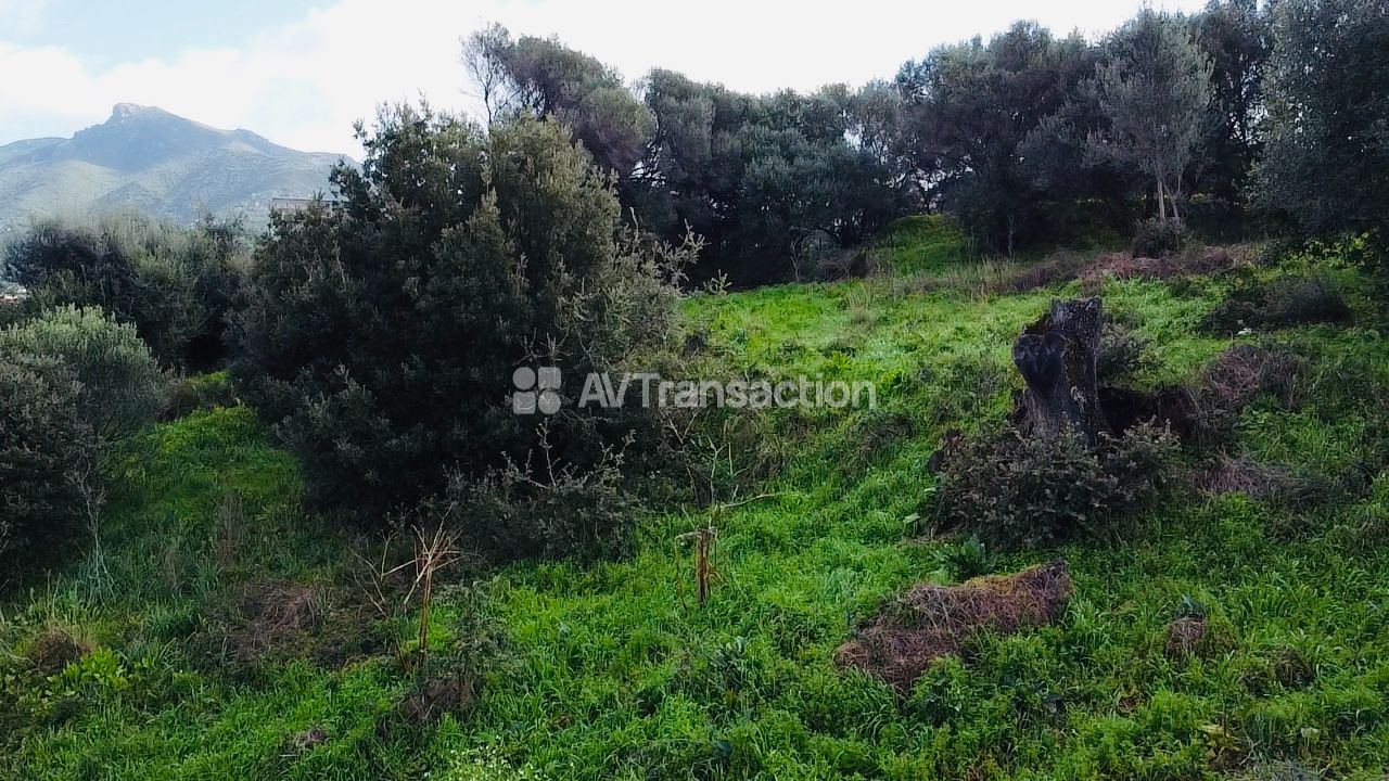Terrain constructible à vendre  - 1976m2 - Bastelicaccia (20129)