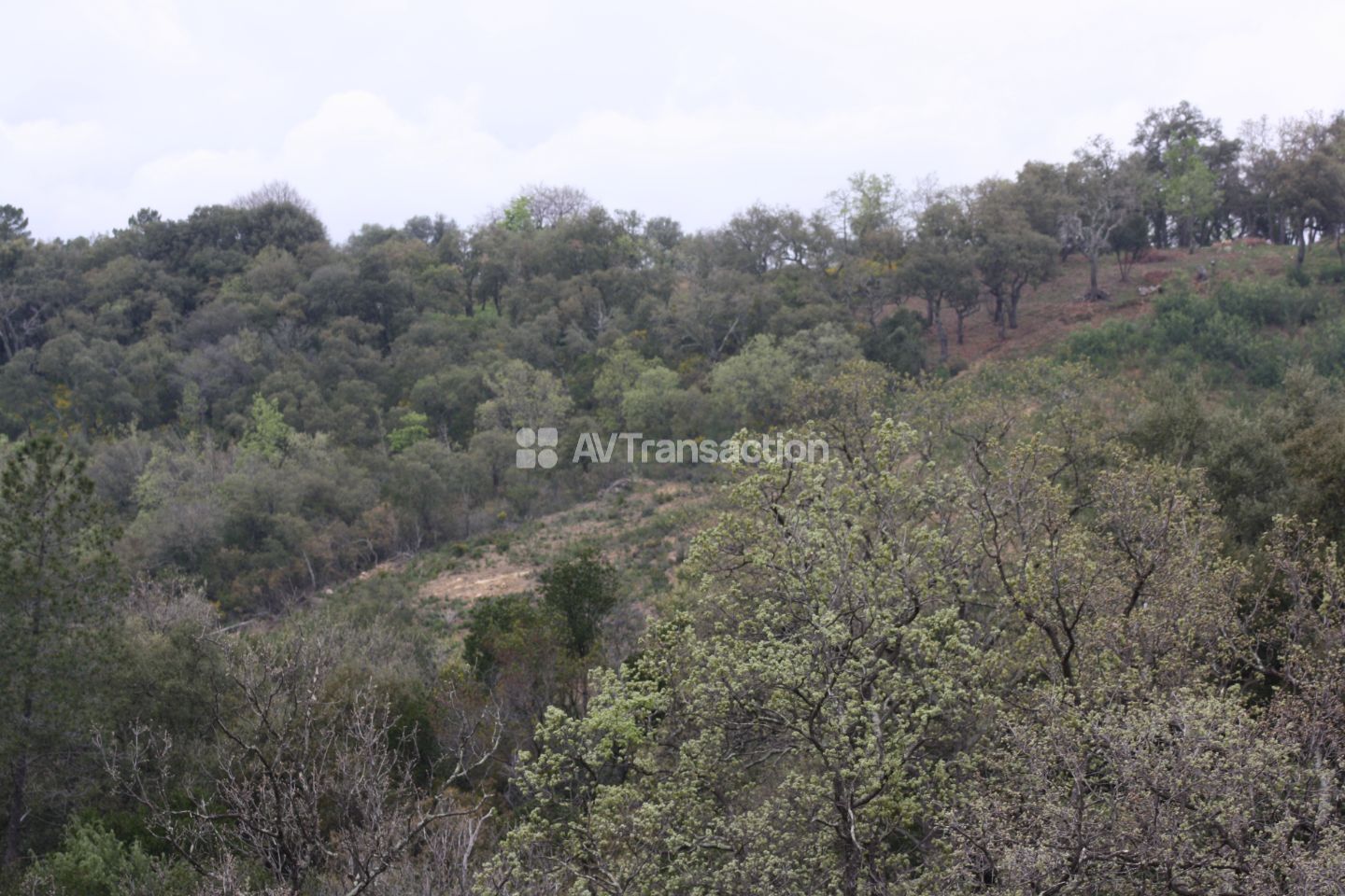 Terrain non constructible à vendre  - 5276m2 - Tanneron (83440)