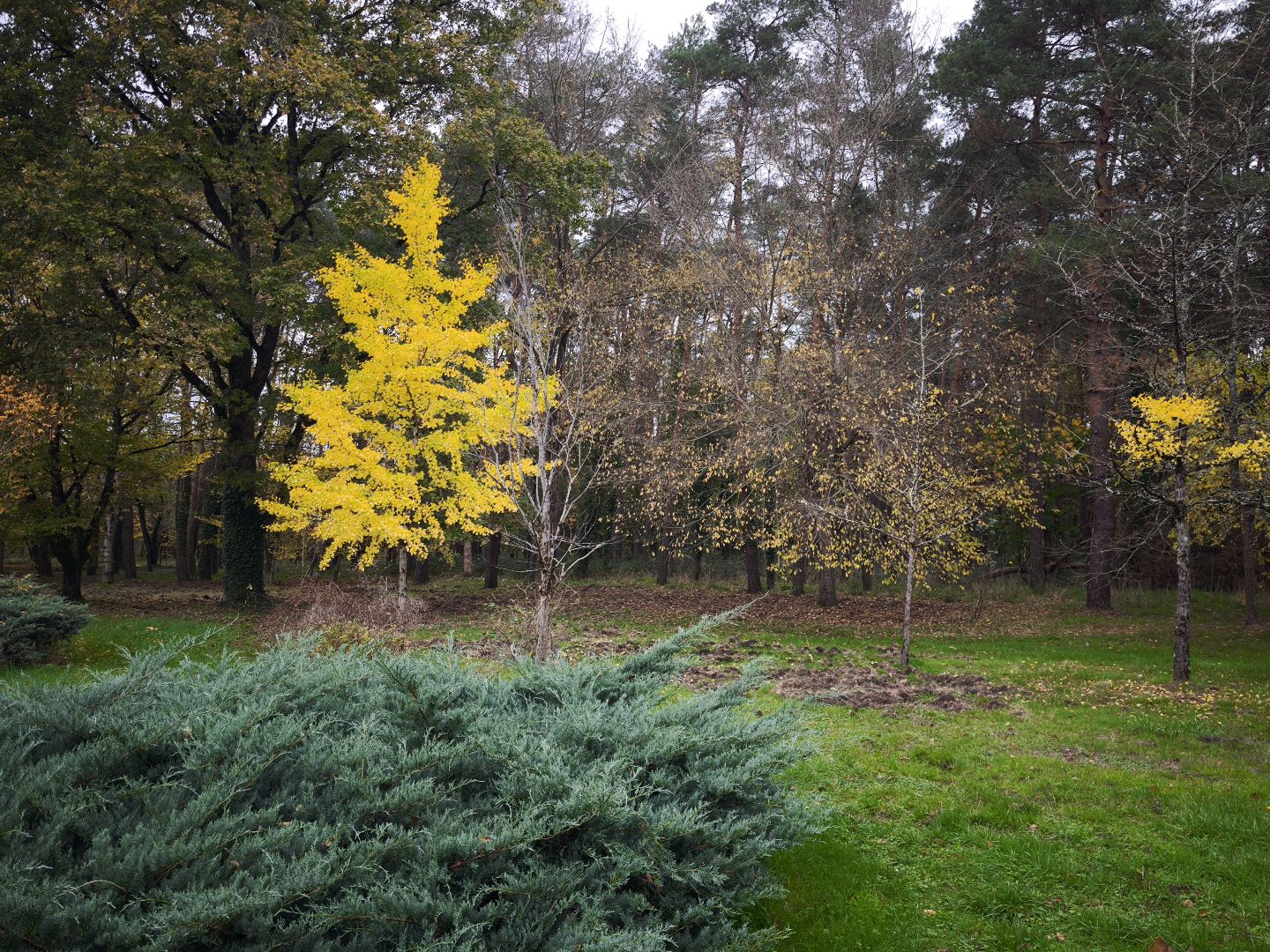 Longere à vendre  - 7 pièce(s) - 243m2 - Villefranche-sur-cher (41200)