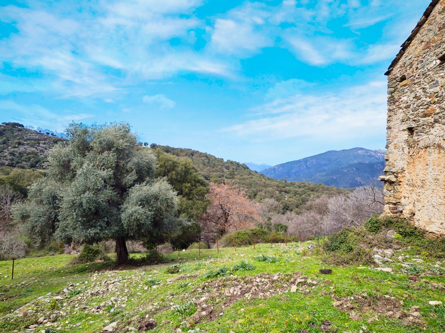 Maison à rénover à vendre  - 38.8m2 - Valle Di Rostino (20235)