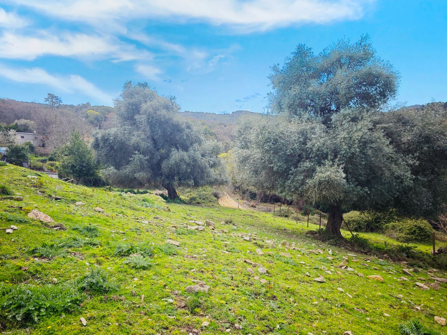 Maison à rénover à vendre  - 38.8m2 - Valle Di Rostino (20235)