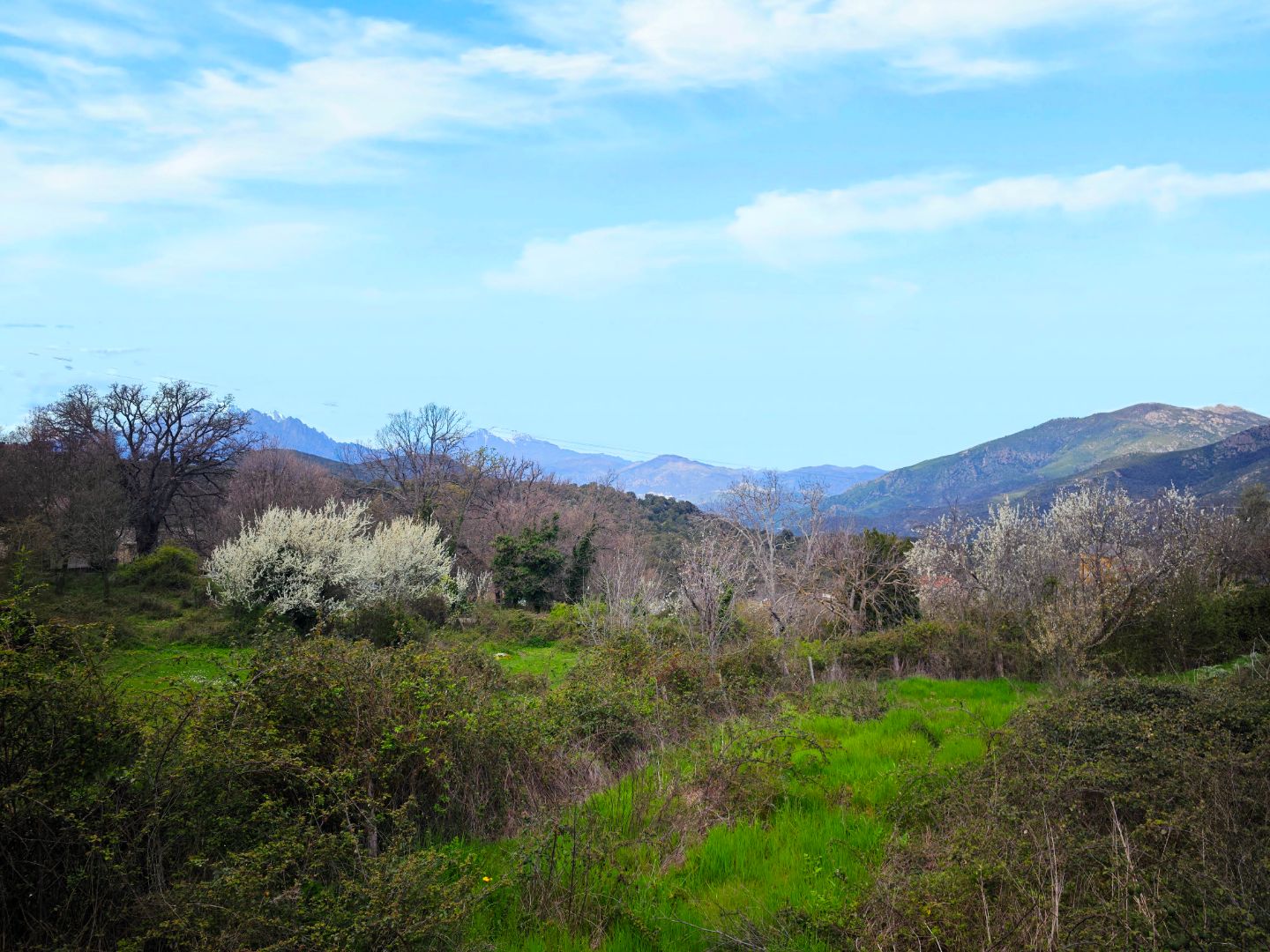 Terrain constructible à vendre  - 1603m2 - Valle Di Rostino (20235)