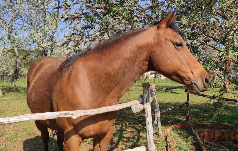 Maison à vendre  - 7 pièce(s) - 265m2 - Vonnas (01540)