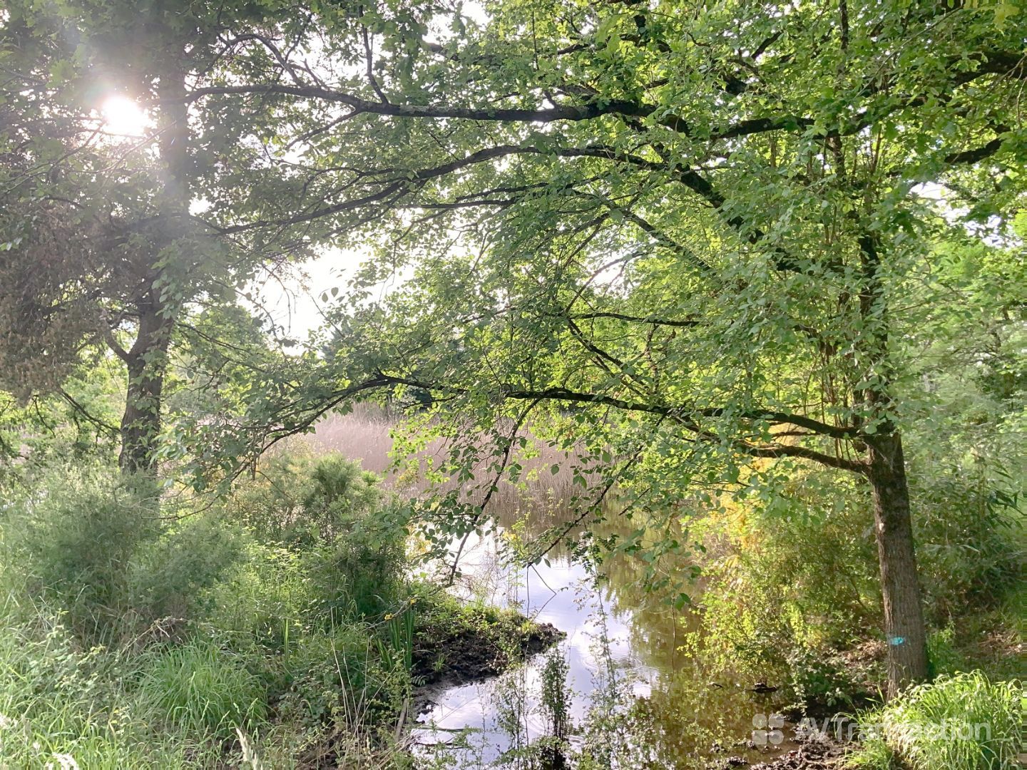 Terrain de loisir à vendre  - 2 pièce(s) - 27m2 - Saint-michel-en-brenne (36290)