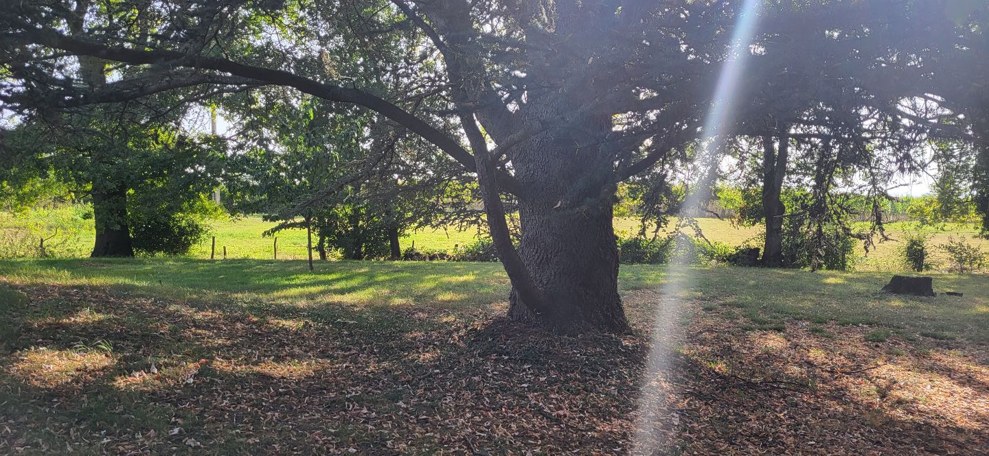 Terrain constructible à vendre  - 1123m2 - Saint-cyr-sur-menthon (01380)