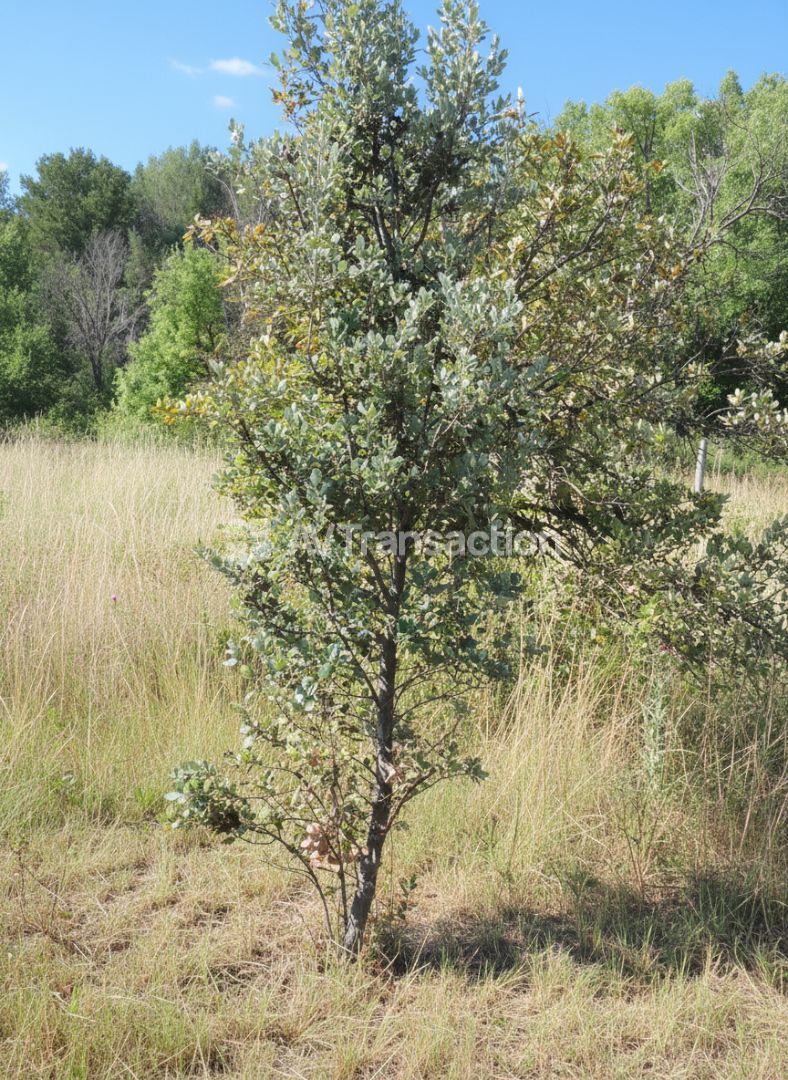 Terrain non constructible à vendre  - 4827m2 - Aups (83630)