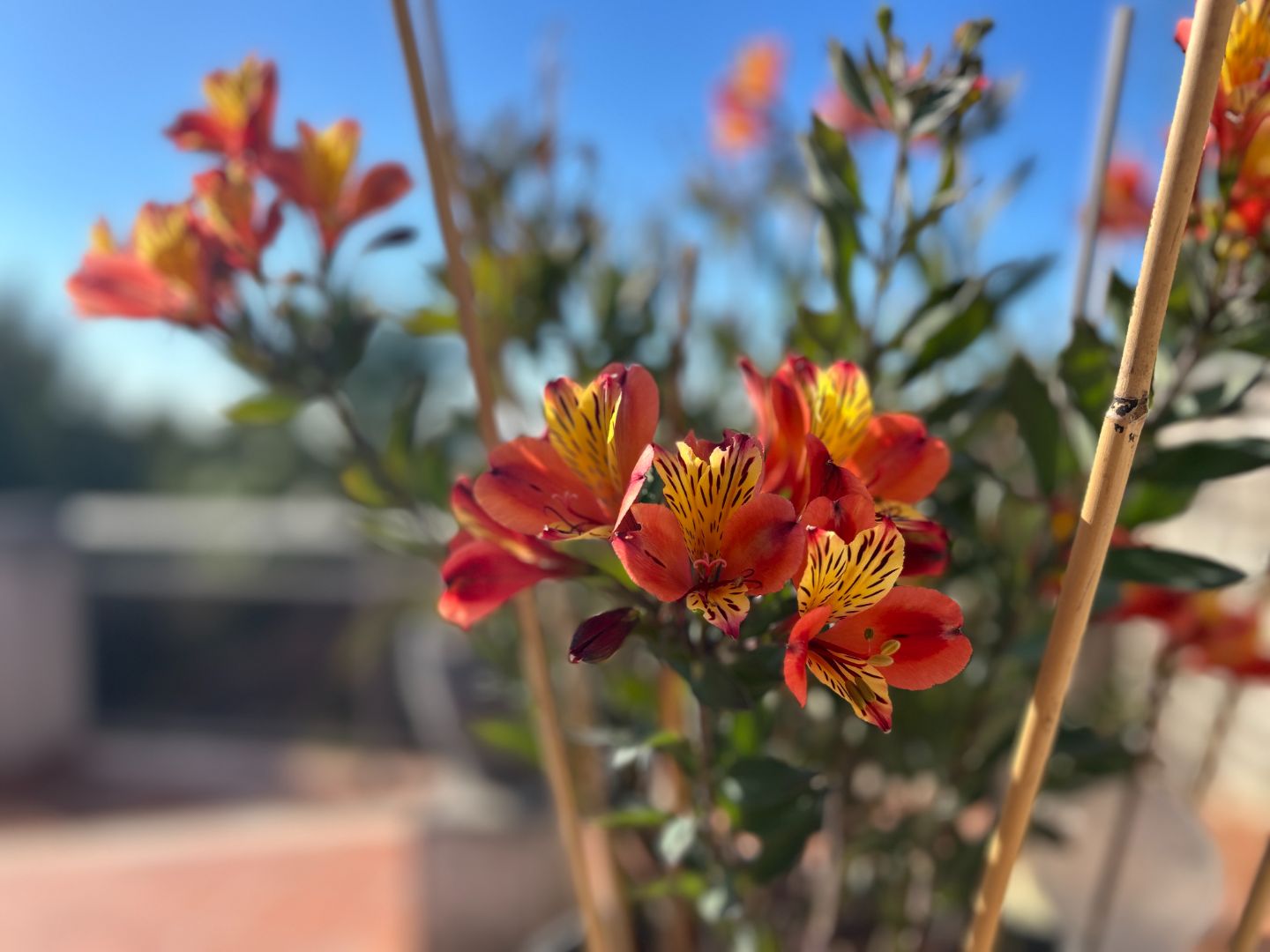 Appartement ancien à vendre  - 4 pièce(s) - 136m2 - Nîmes (30000)