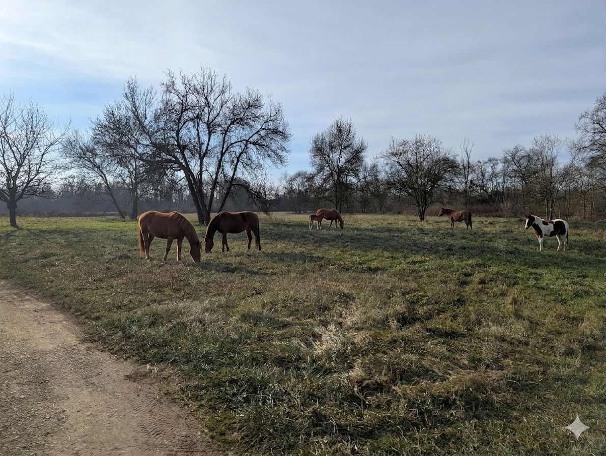 Maison à vendre  - 5 pièce(s) - 540m2 - Châtillon-sur-chalaronne (01400)