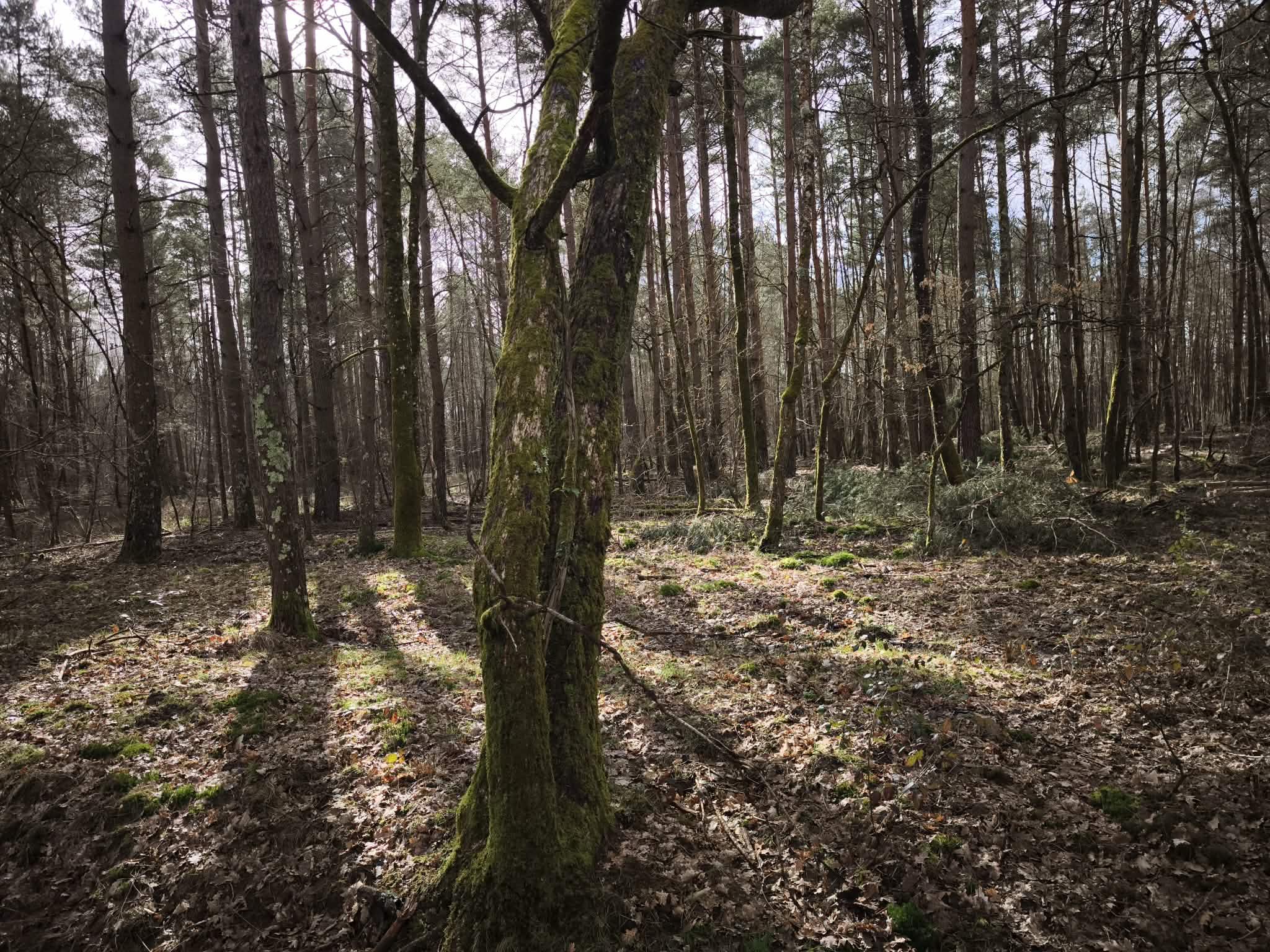 Propriété forestière à vendre  - 280000m2 - Romorantin (41200)