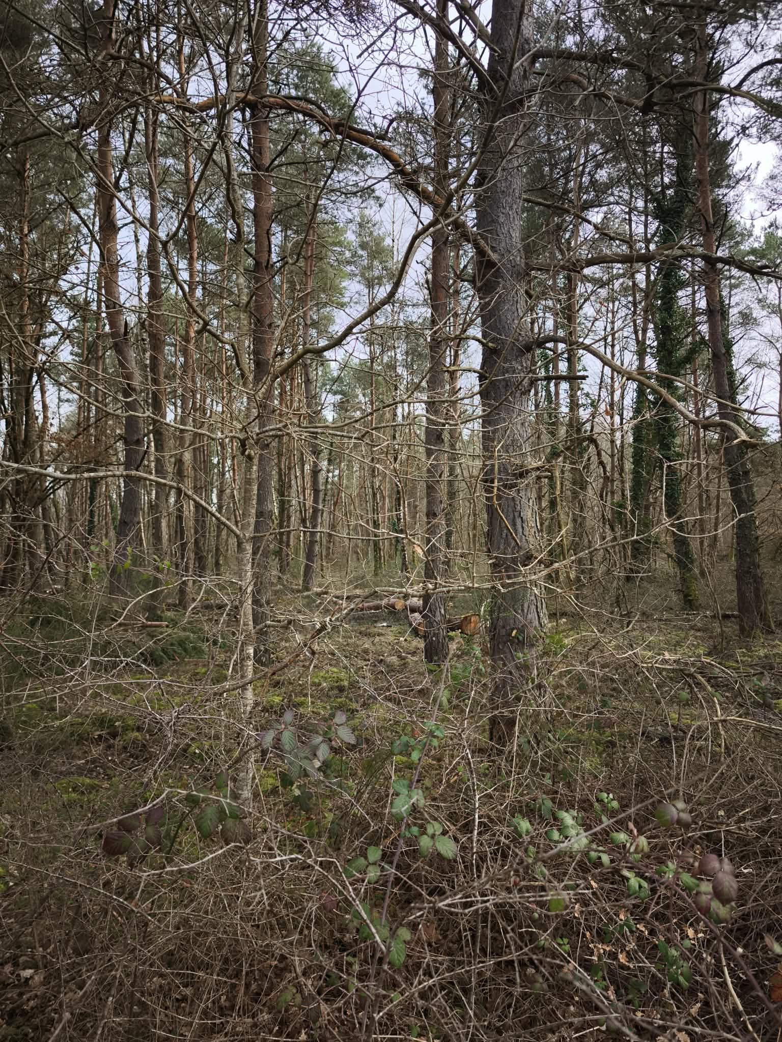 Propriété forestière à vendre  - 280000m2 - Romorantin (41200)