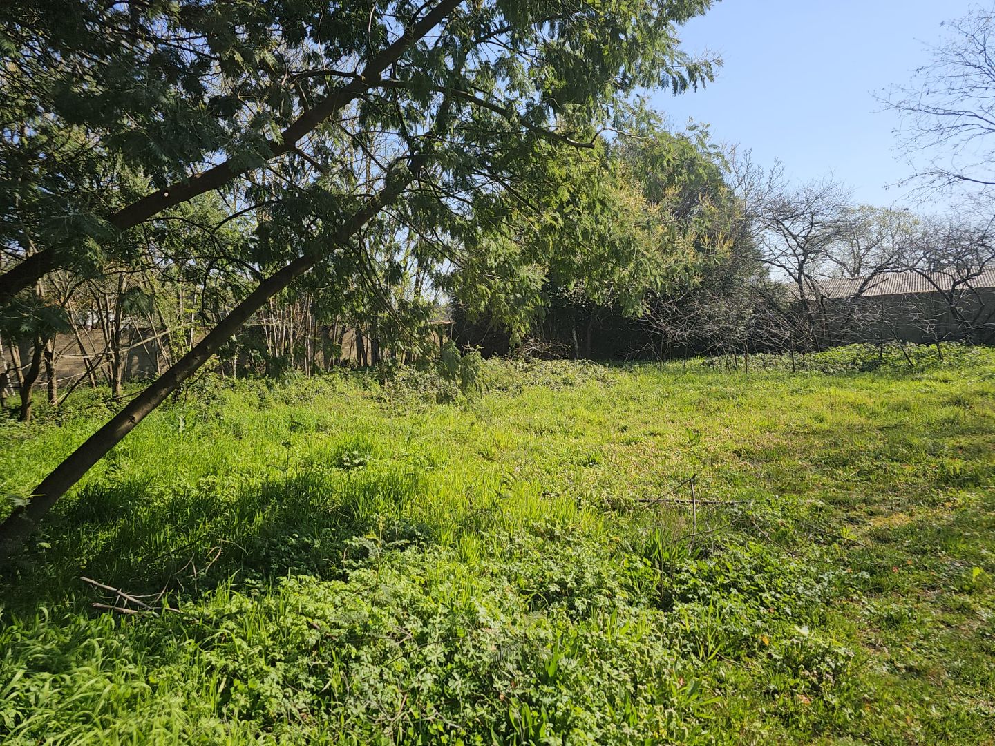 Terrain constructible à vendre  - 605m2 - Challans (85300)