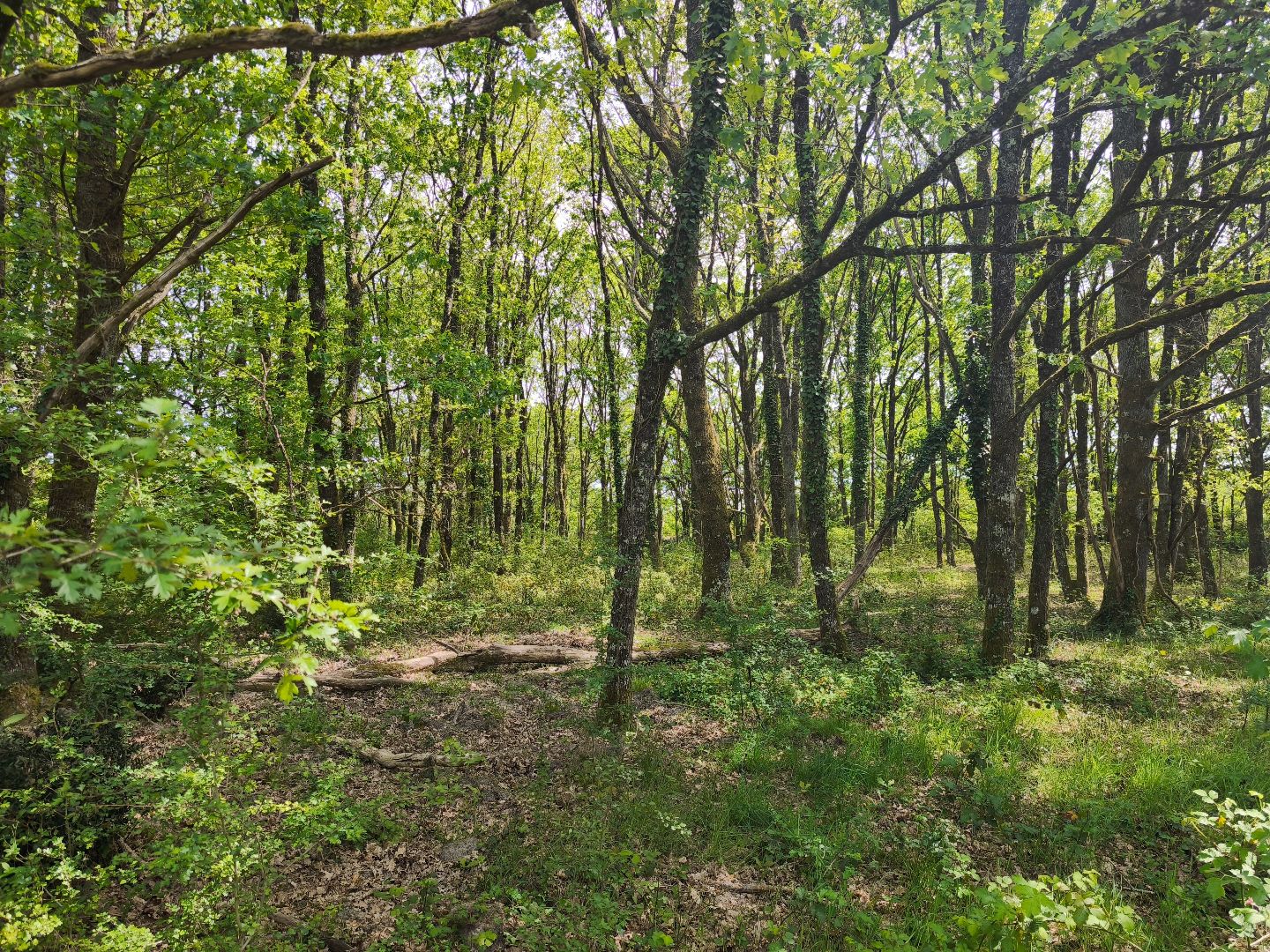 Corps de ferme à vendre  - 80000m2 - Loreux (41200)